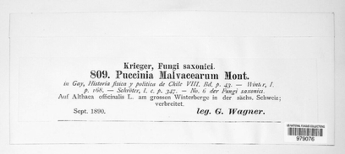 Puccinia malvacearum image